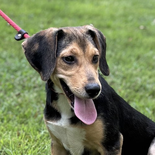 CLOVER, a dog for adoption from Crossing Paths Animal Rescue