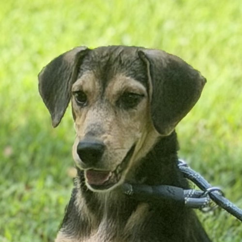 LUNA, a dog for adoption from Crossing Paths Animal Rescue