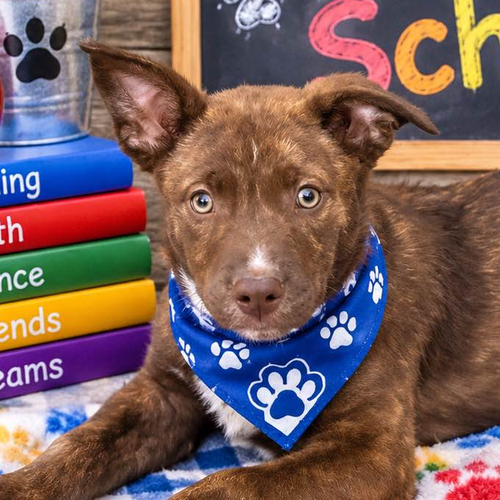 Bullet, a dog for adoption from Crossing Paths Animal Rescue