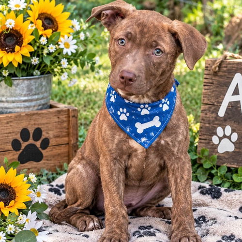BEAR, a dog for adoption from Crossing Paths Animal Rescue