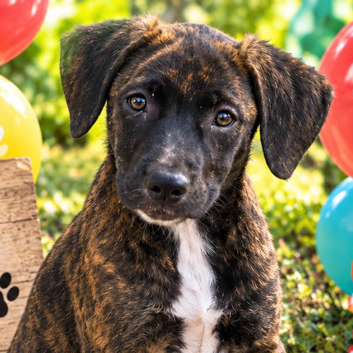 BETSY, a dog for adoption from Crossing Paths Animal Rescue
