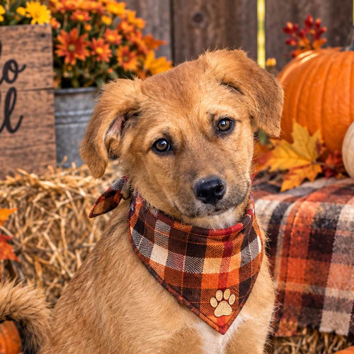 LANDON, a dog for adoption from Crossing Paths Animal Rescue