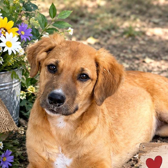 Lila, Retriever