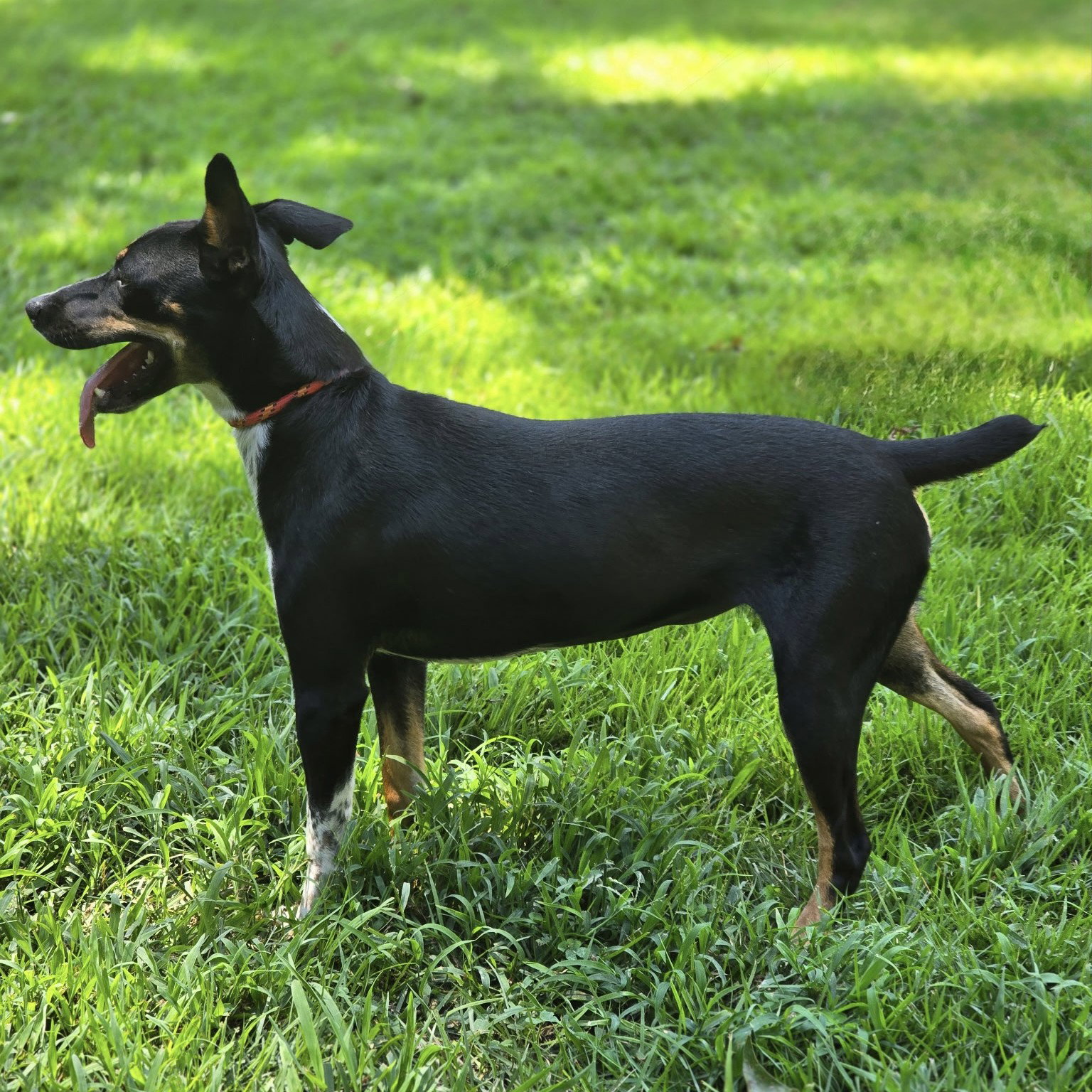 Daisey, photo 3