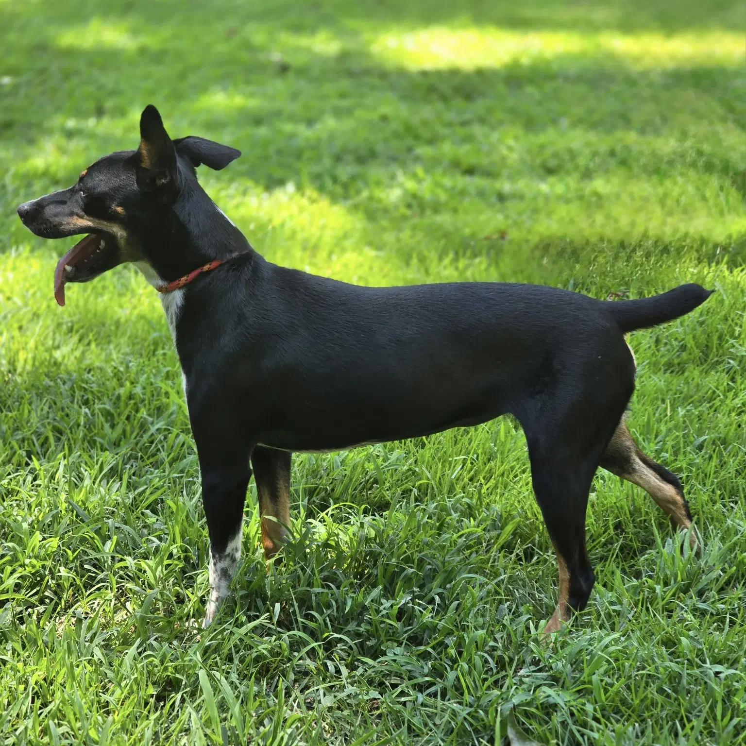 Daisey image 3