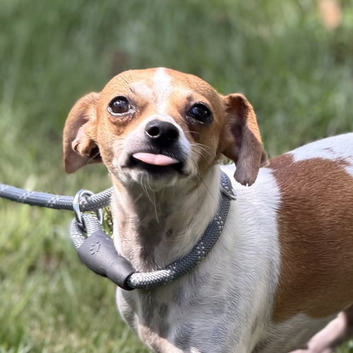 Mary Jane, a dog for adoption from Crossing Paths Animal Rescue