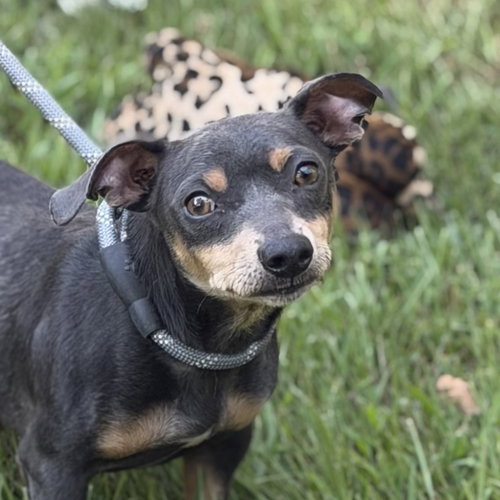 Mr. Grey, a dog for adoption from Crossing Paths Animal Rescue