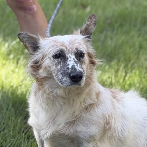 SINA, a dog for adoption from Crossing Paths Animal Rescue