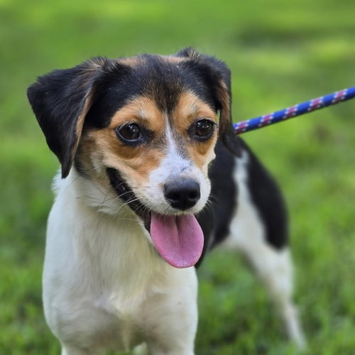 Sour Patch, a dog for adoption from Crossing Paths Animal Rescue