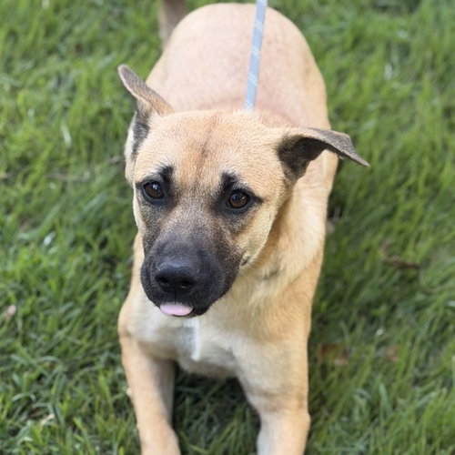 TOCCOA, a dog for adoption from Crossing Paths Animal Rescue