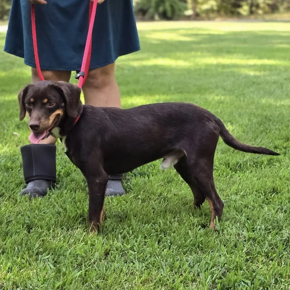 Frankie image 2