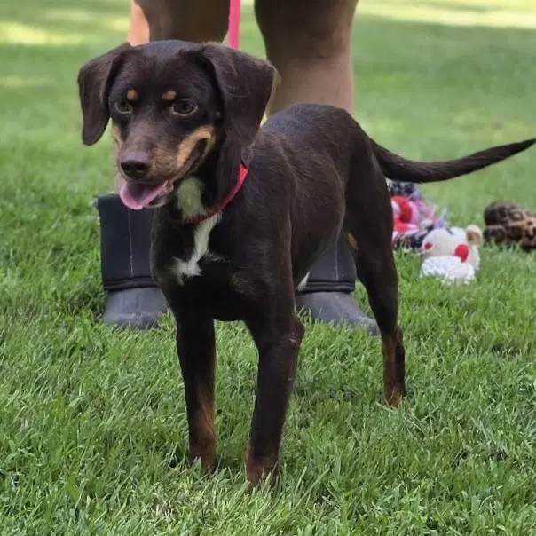 Frankie image 4