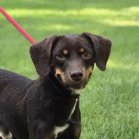 Frankie - Dachshund