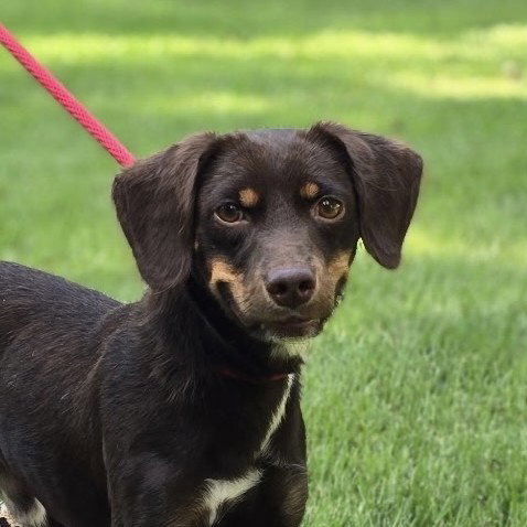 FRANKIE, a dog for adoption from Crossing Paths Animal Rescue