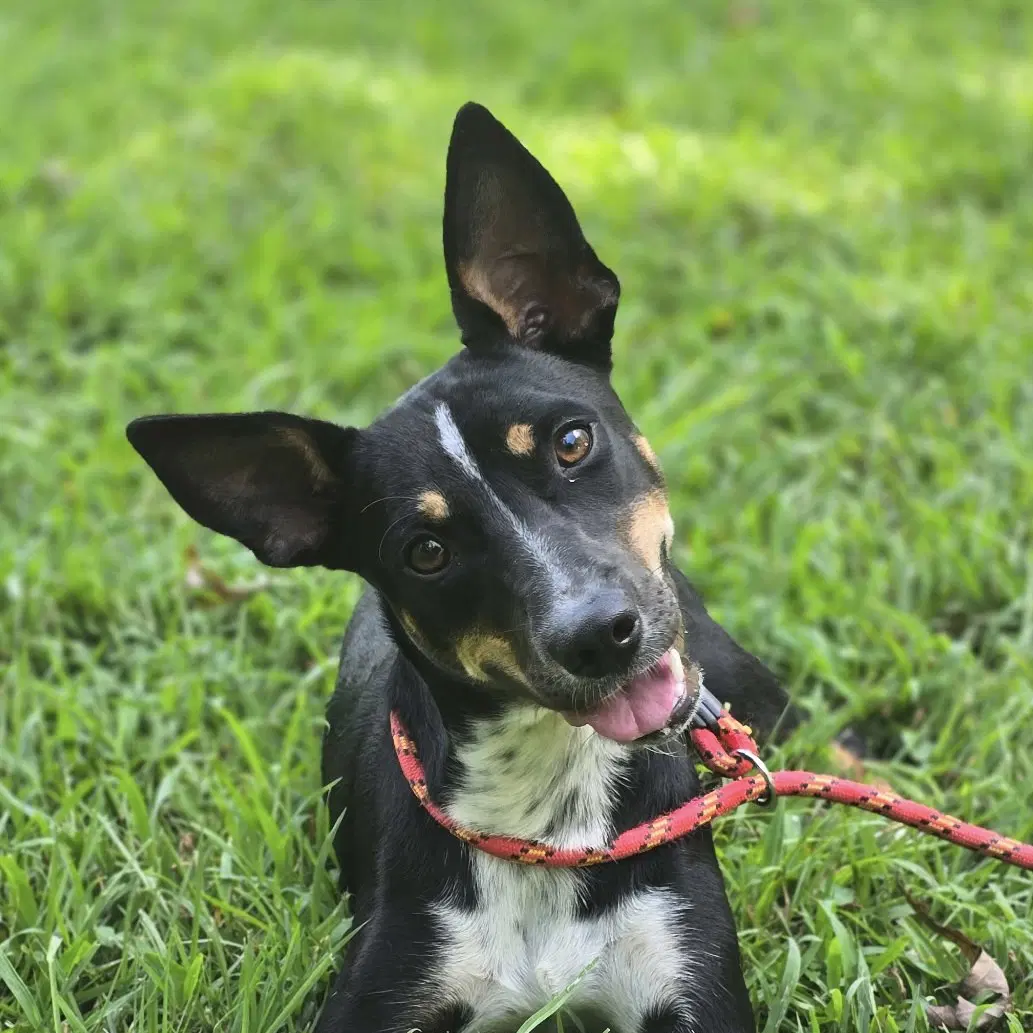 Daisey - Rat Terrier
