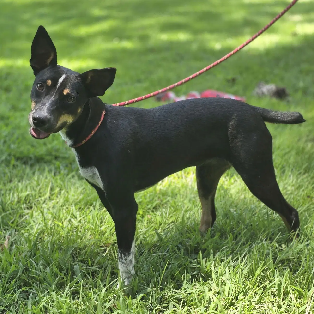 Daisey image 2