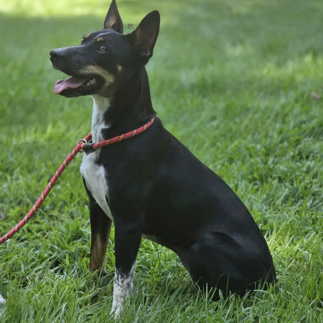 Daisey image 4