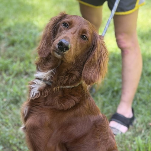 Lady, Irish Setter