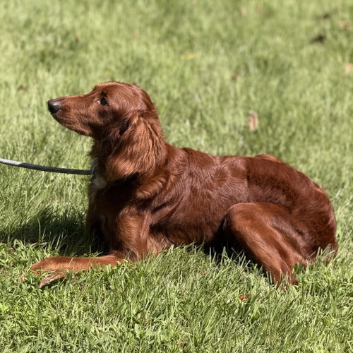 Photo 2 of Lady