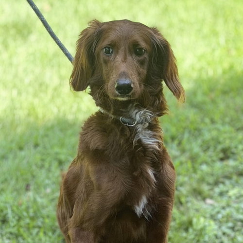 Photo 3 of Lady