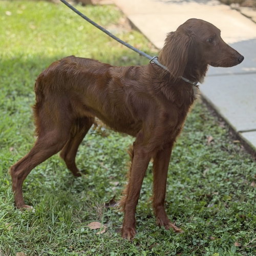 Photo 4 of Lady
