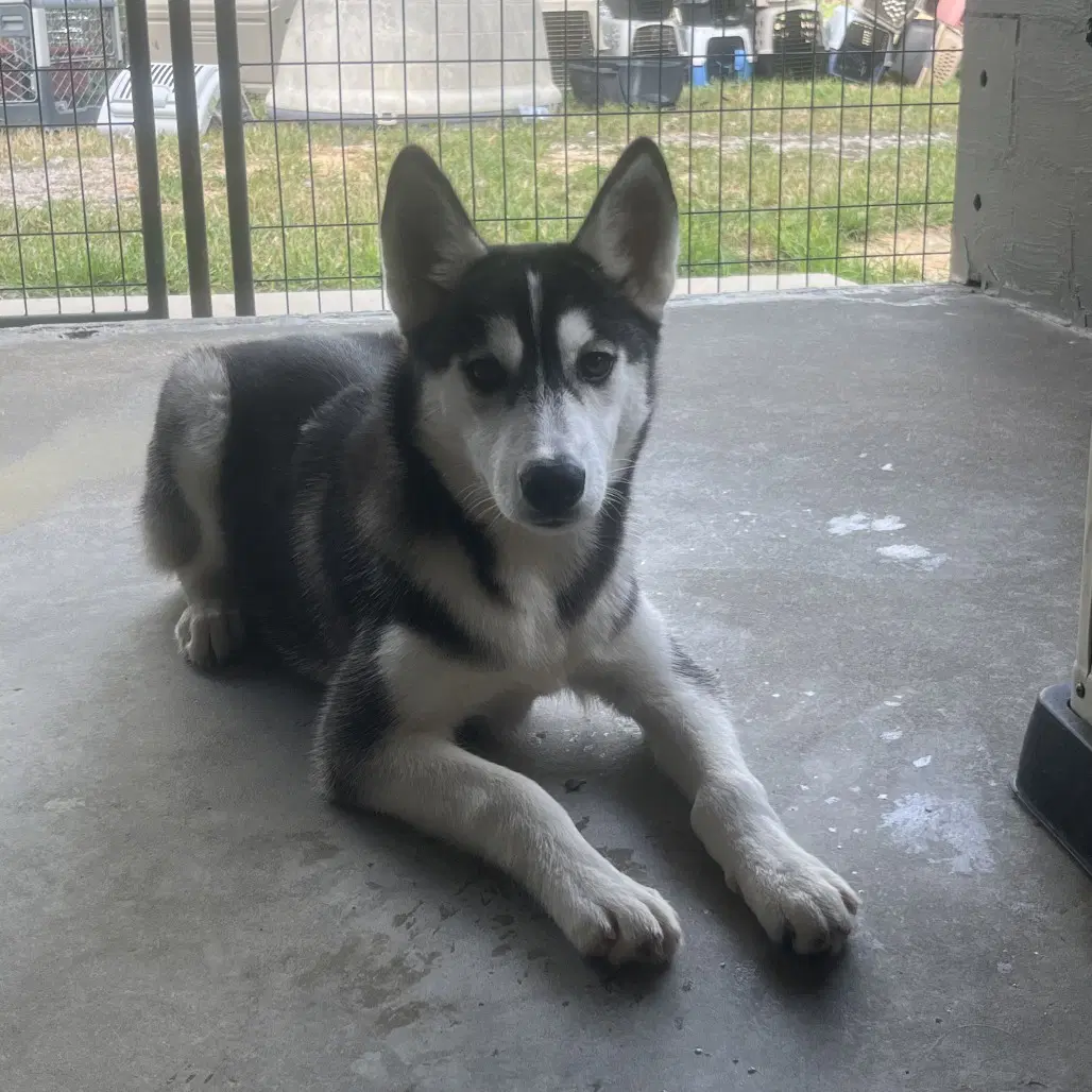 Jenna Lower Fee In Pa - Siberian Husky