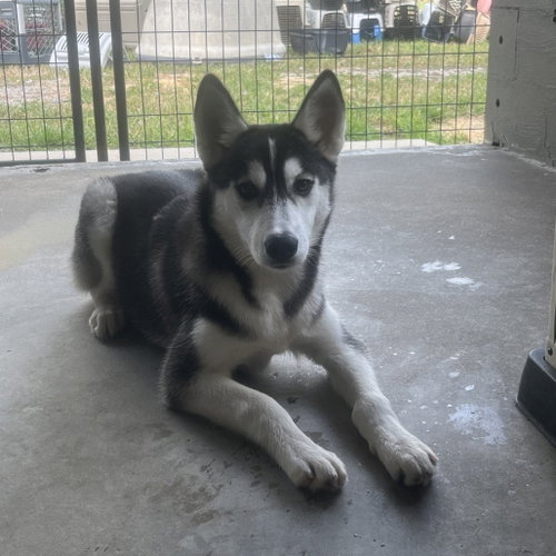 Jenna, Siberian Husky