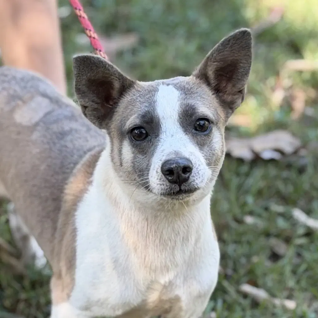 Woody - Chihuahua