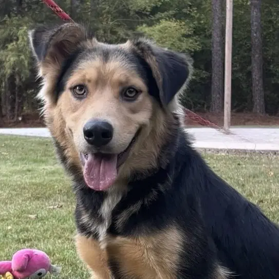 Rosanne - Border Collie