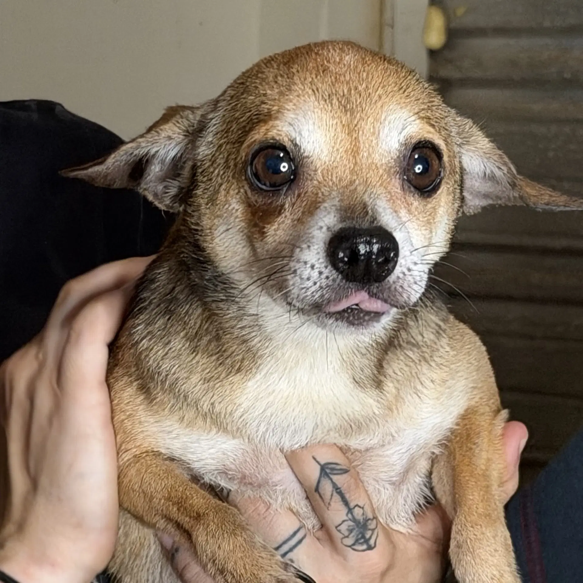 Nelly - Chihuahua
