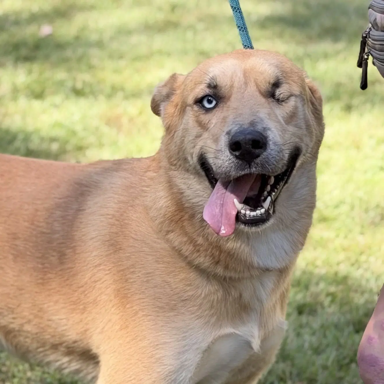 Popeye - Labrador Retriever