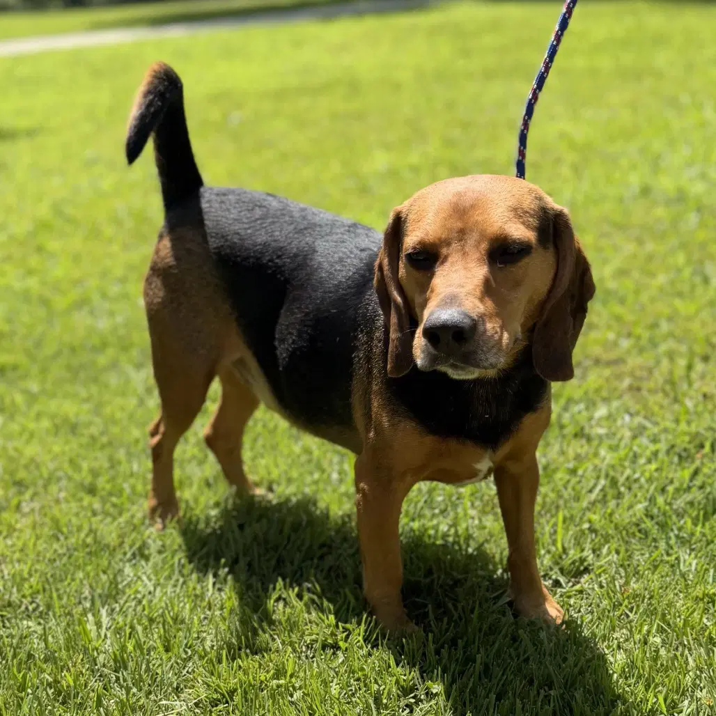 Ace - Beagle Mix