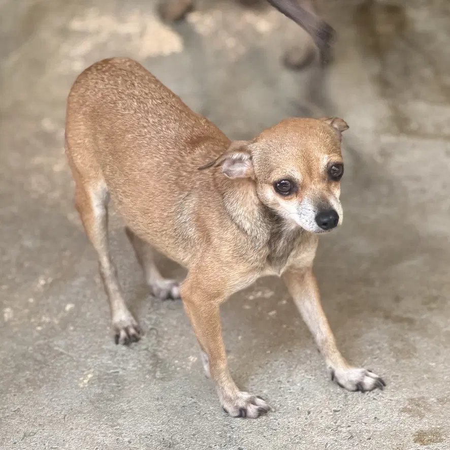 Dallas - Chihuahua
