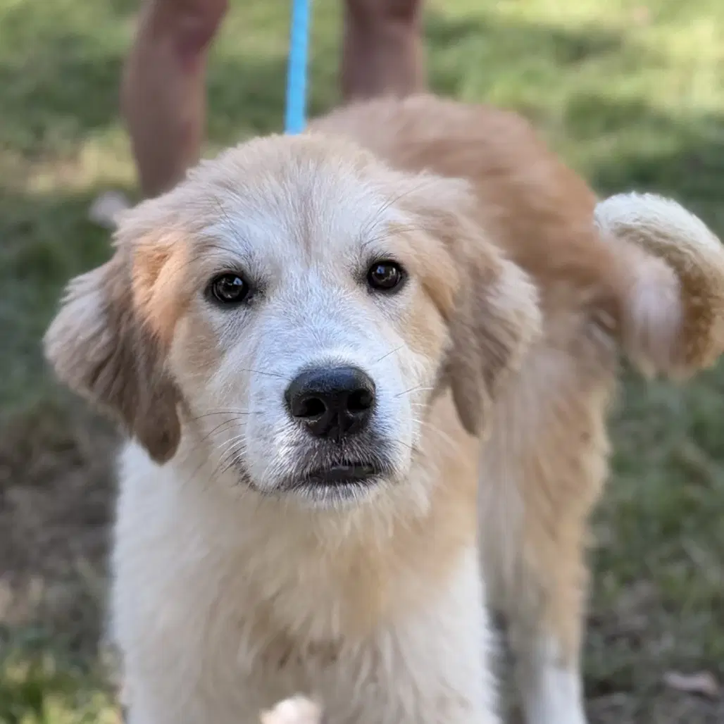 Golden Freddy - Golden Retriever
