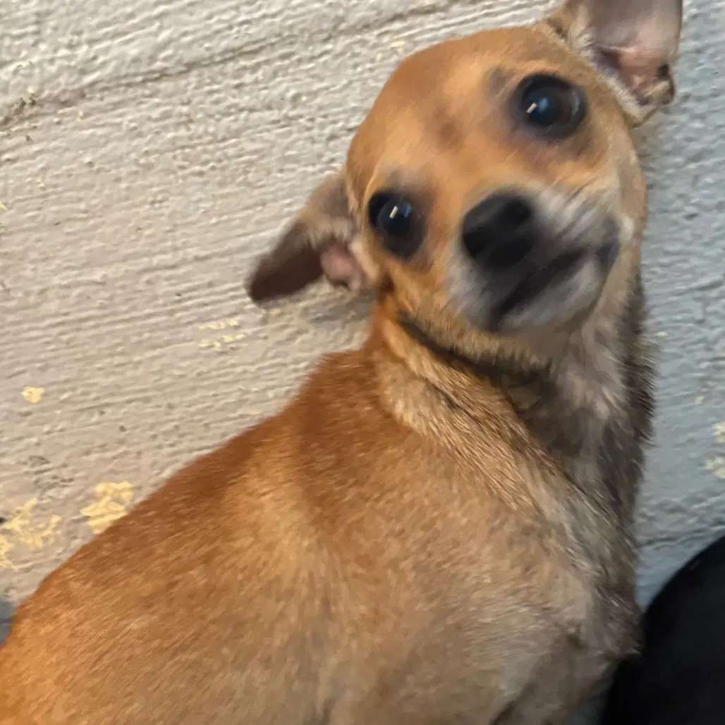 Smiley - Chihuahua