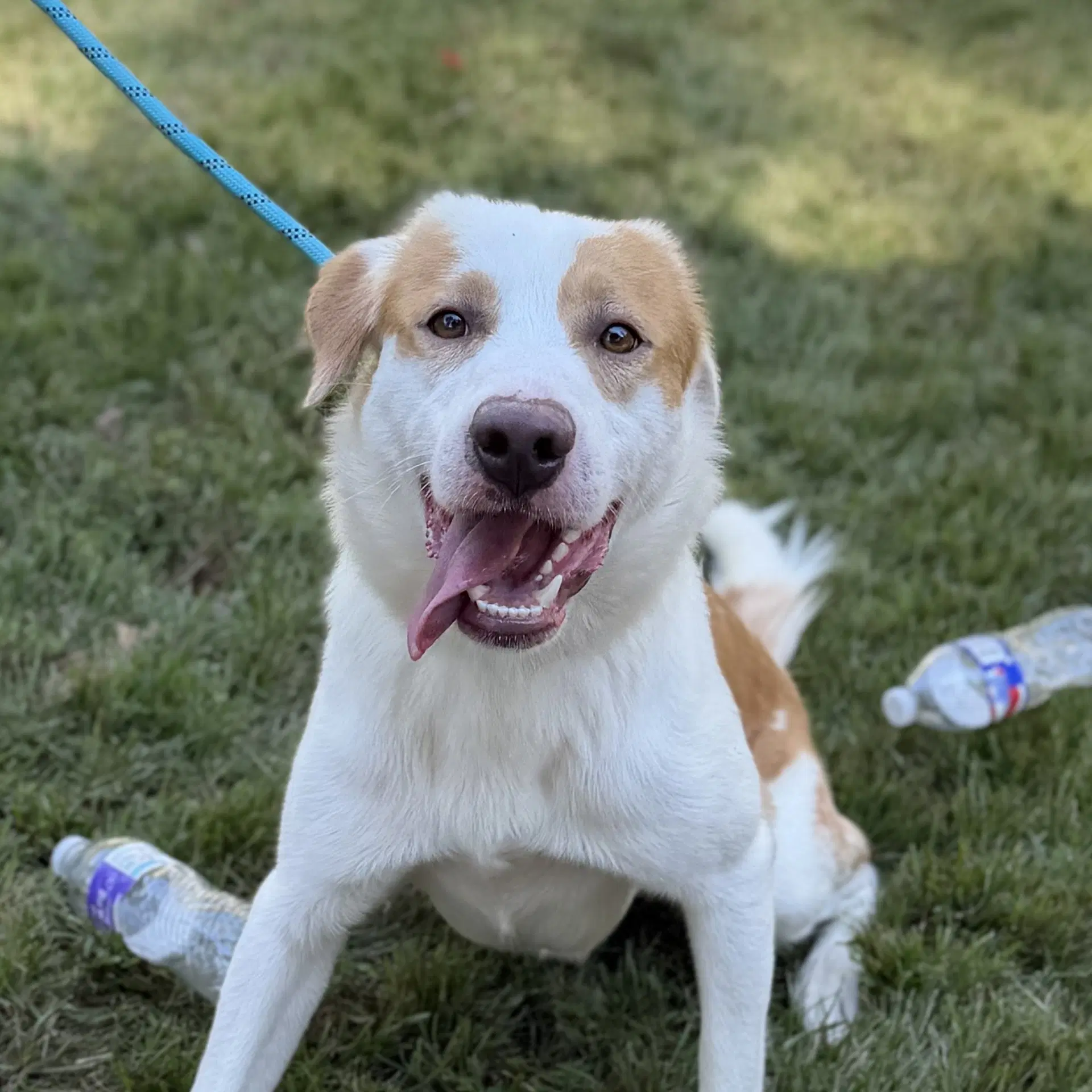 George - Australian Shepherd