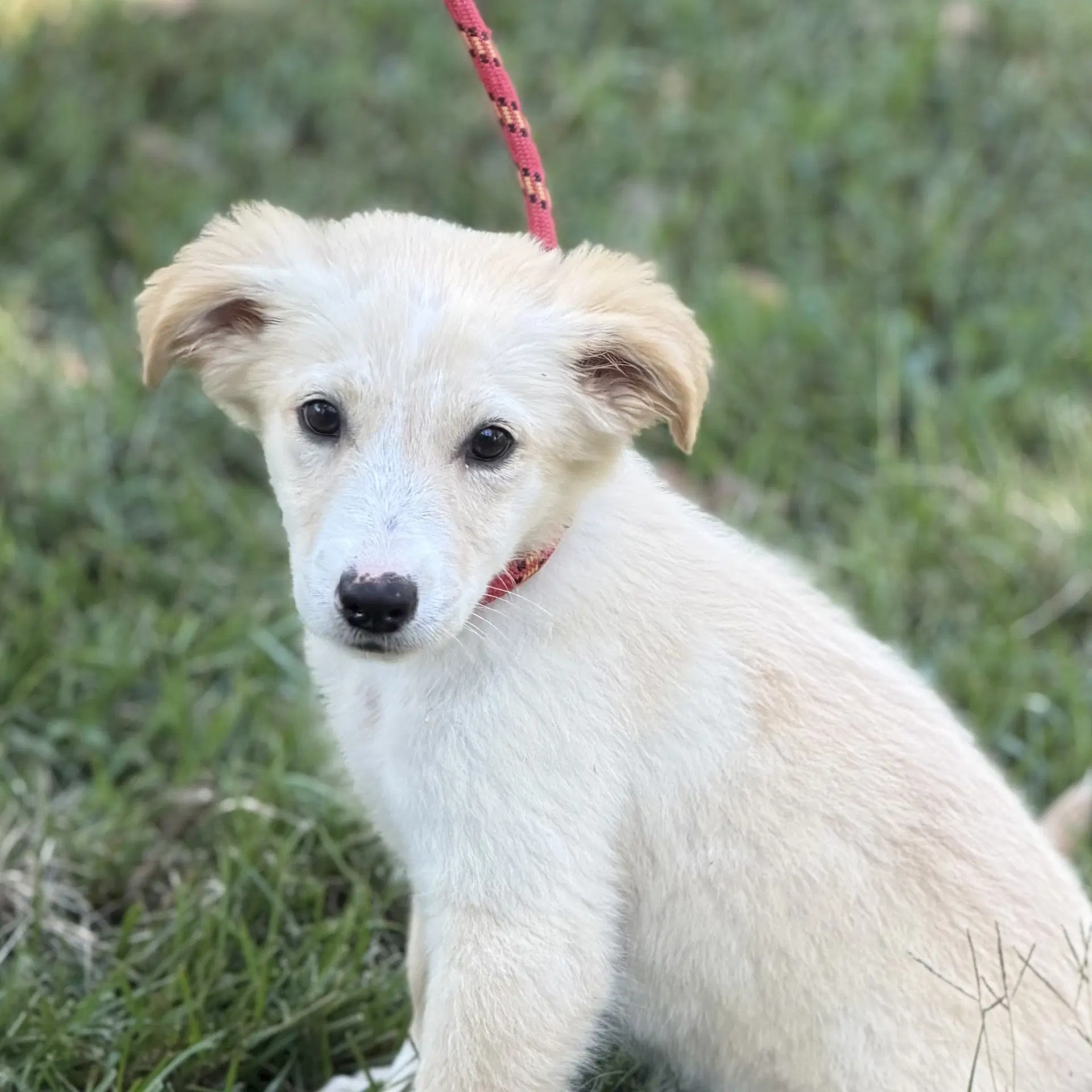 Polly - Shepherd