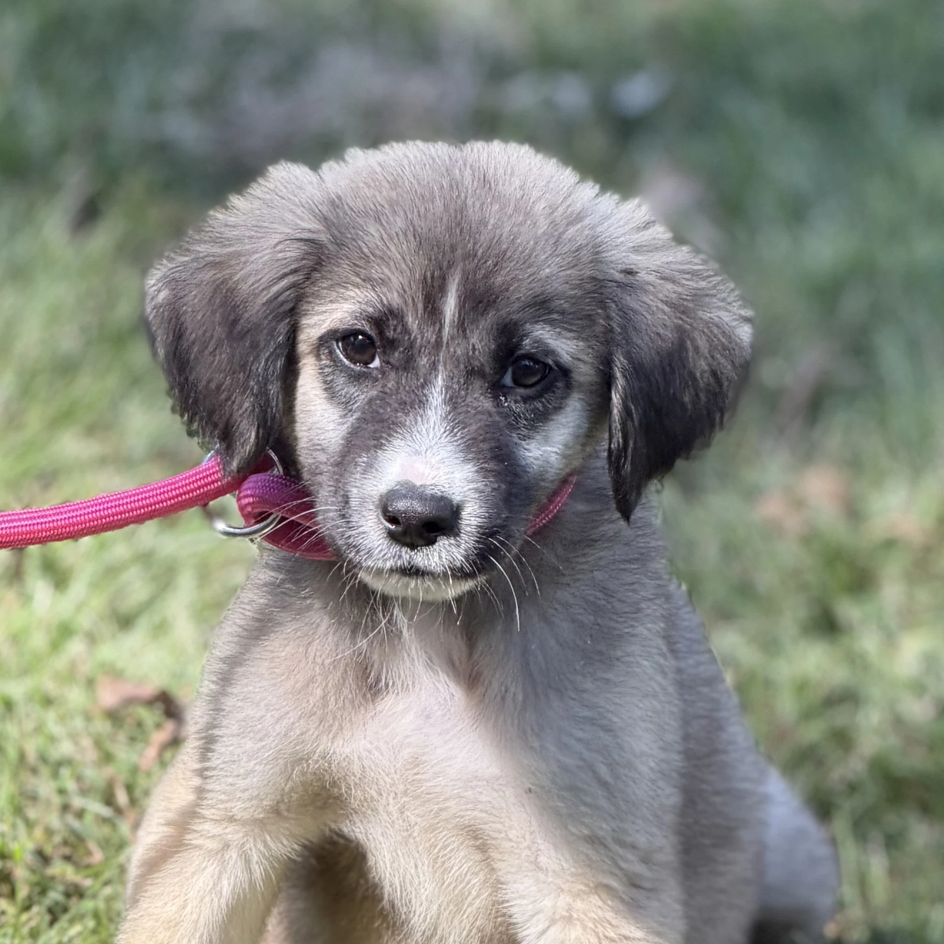 Dave