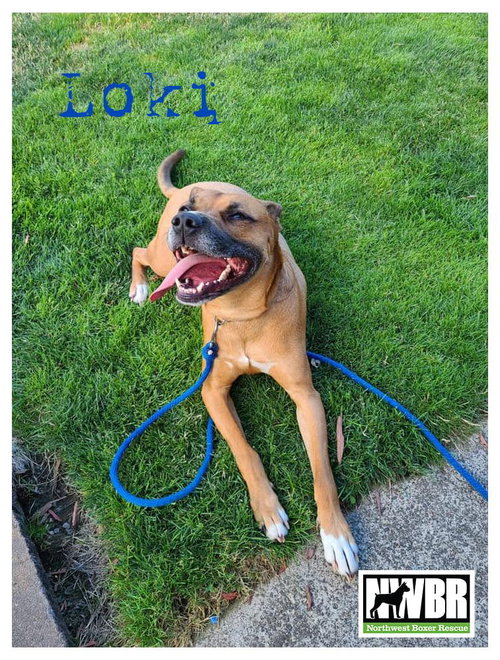 Loki — thumbnail 7