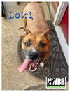 Loki - Photo 5