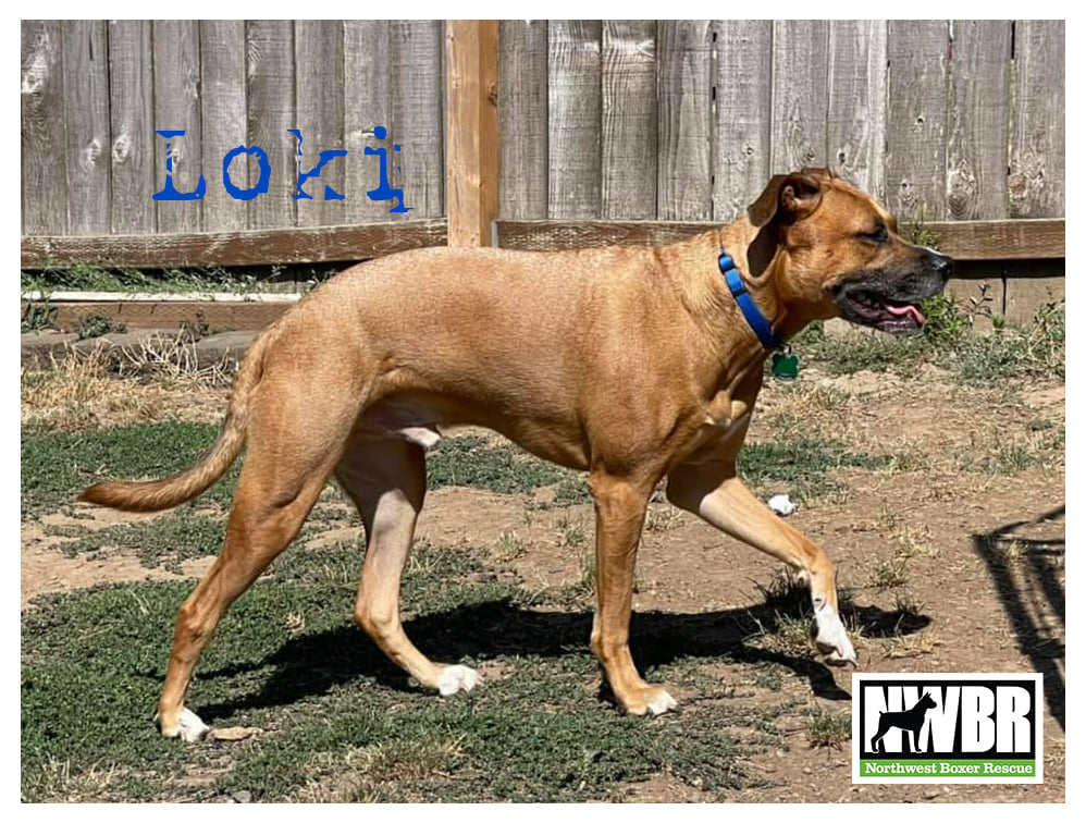 Loki Image