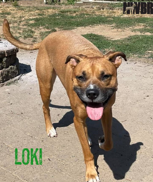 LOKI - Shepherd / American Staffordshire Terrier available for adoption