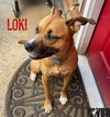 Loki - Photo 3