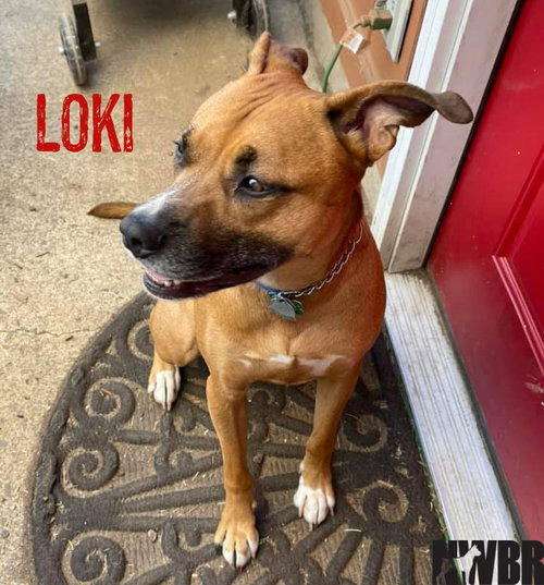 Loki — thumbnail 6