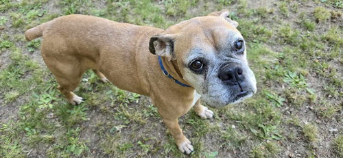 SYDNEY - Boxer available for adoption