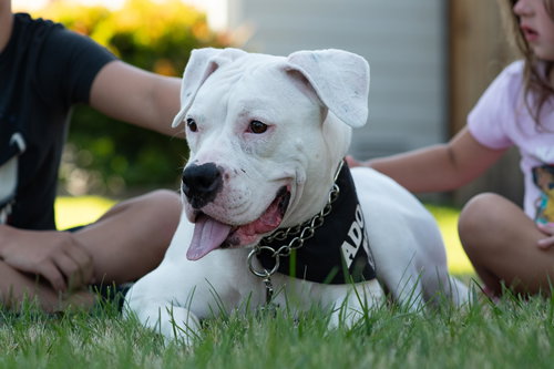 PEARL - Boxer available for adoption