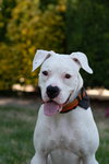Pearl - Photo 2