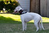 Pearl - Photo 3