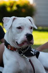 Pearl - Photo 4
