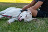 Pearl - Photo 5